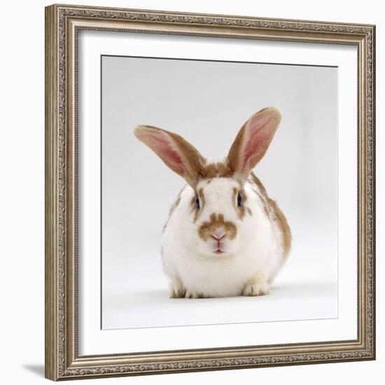 Fawn English-Spotted Rabbit, Female-Jane Burton-Framed Photographic Print