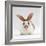 Fawn English-Spotted Rabbit, Female-Jane Burton-Framed Photographic Print