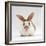 Fawn English-Spotted Rabbit, Female-Jane Burton-Framed Photographic Print