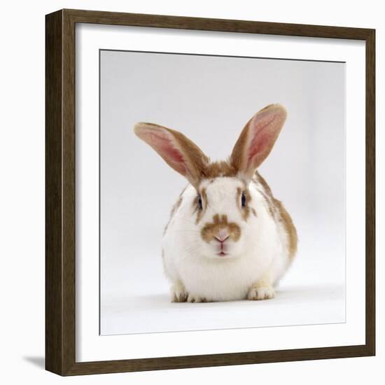 Fawn English-Spotted Rabbit, Female-Jane Burton-Framed Photographic Print