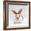 Fawn English-Spotted Rabbit, Female-Jane Burton-Framed Photographic Print