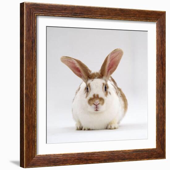 Fawn English-Spotted Rabbit, Female-Jane Burton-Framed Photographic Print