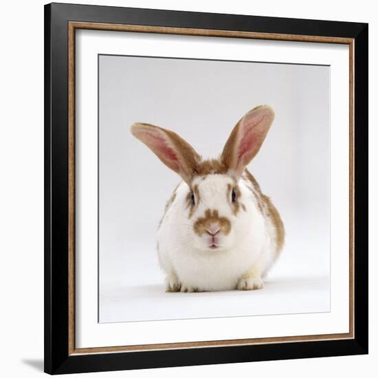 Fawn English-Spotted Rabbit, Female-Jane Burton-Framed Photographic Print