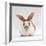 Fawn English-Spotted Rabbit, Female-Jane Burton-Framed Photographic Print