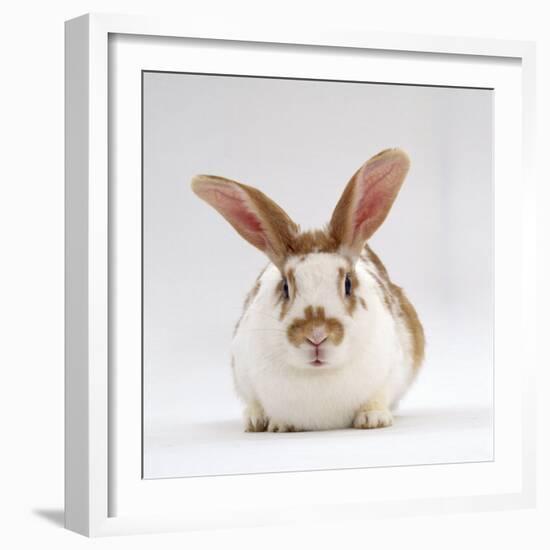 Fawn English-Spotted Rabbit, Female-Jane Burton-Framed Photographic Print