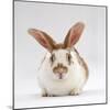 Fawn English-Spotted Rabbit, Female-Jane Burton-Mounted Photographic Print