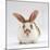 Fawn English-Spotted Rabbit, Female-Jane Burton-Mounted Photographic Print