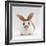 Fawn English-Spotted Rabbit, Female-Jane Burton-Framed Photographic Print