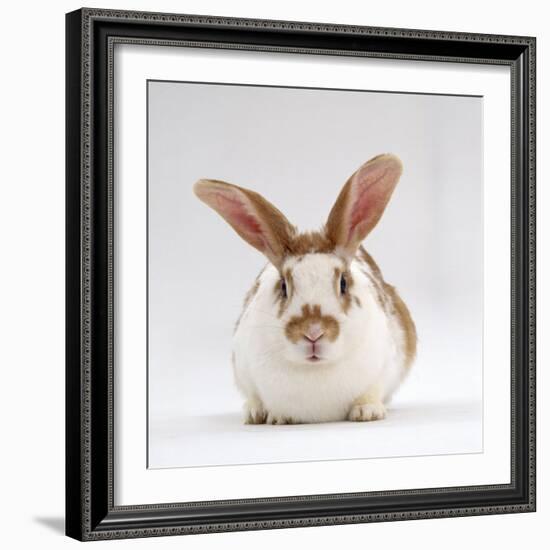 Fawn English-Spotted Rabbit, Female-Jane Burton-Framed Photographic Print