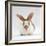 Fawn English-Spotted Rabbit, Female-Jane Burton-Framed Photographic Print