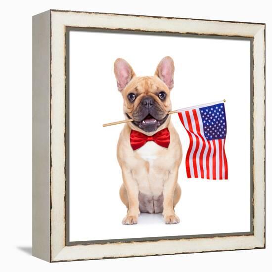 Fawn French Bulldog-Javier Brosch-Framed Premier Image Canvas