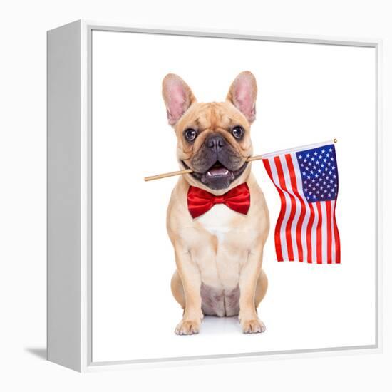 Fawn French Bulldog-Javier Brosch-Framed Premier Image Canvas