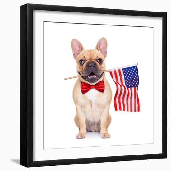 Fawn French Bulldog-Javier Brosch-Framed Photographic Print