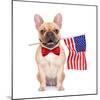 Fawn French Bulldog-Javier Brosch-Mounted Photographic Print