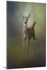 Fawn in the Forest-Jai Johnson-Mounted Giclee Print