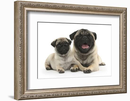 Fawn Pug and 8 Week Puppy-Mark Taylor-Framed Photographic Print