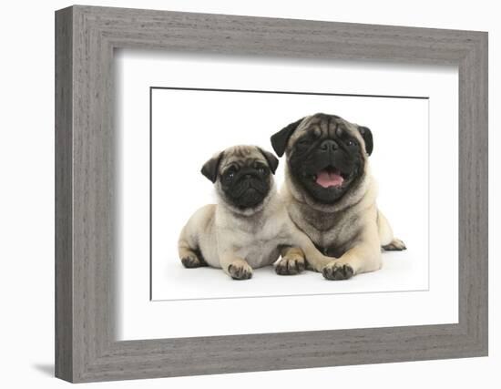 Fawn Pug and 8 Week Puppy-Mark Taylor-Framed Photographic Print