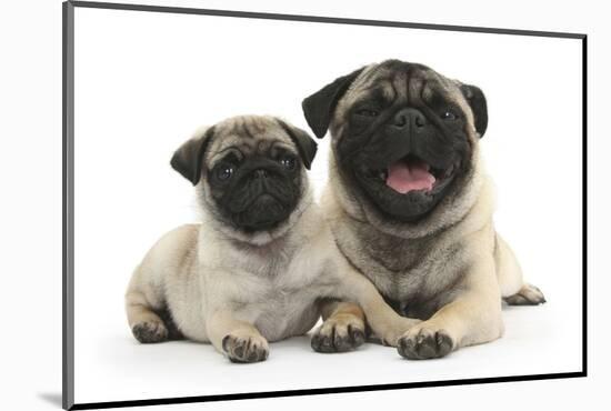 Fawn Pug and 8 Week Puppy-Mark Taylor-Mounted Photographic Print