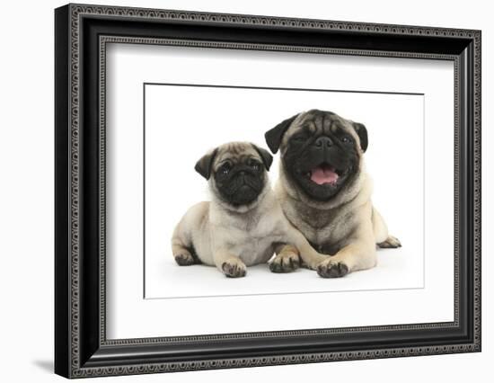 Fawn Pug and 8 Week Puppy-Mark Taylor-Framed Photographic Print