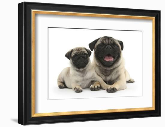 Fawn Pug and 8 Week Puppy-Mark Taylor-Framed Photographic Print