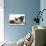 Fawn Pug, Burmese-Cross Cat and Shaggy Guinea Pig-Mark Taylor-Photographic Print displayed on a wall