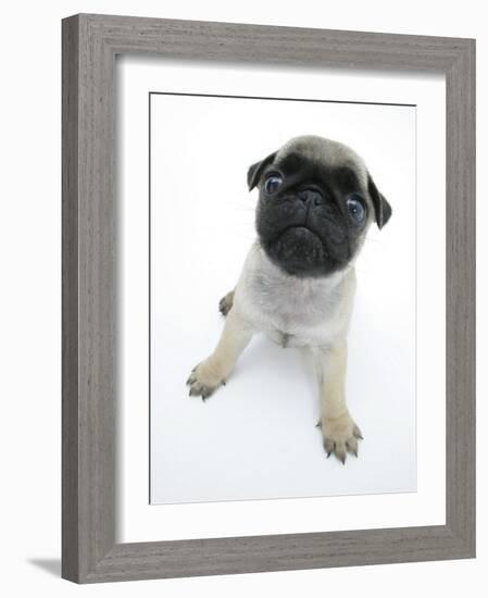 Fawn Pug Pup Sitting, Looking Up-Jane Burton-Framed Photographic Print