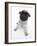 Fawn Pug Pup Sitting, Looking Up-Jane Burton-Framed Photographic Print