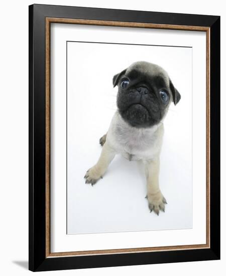 Fawn Pug Pup Sitting, Looking Up-Jane Burton-Framed Photographic Print