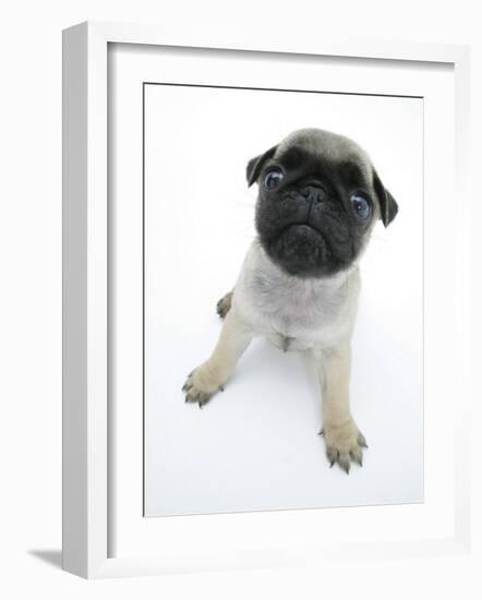 Fawn Pug Pup Sitting, Looking Up-Jane Burton-Framed Photographic Print