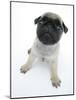 Fawn Pug Pup Sitting, Looking Up-Jane Burton-Mounted Photographic Print