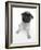 Fawn Pug Pup Sitting, Looking Up-Jane Burton-Framed Photographic Print