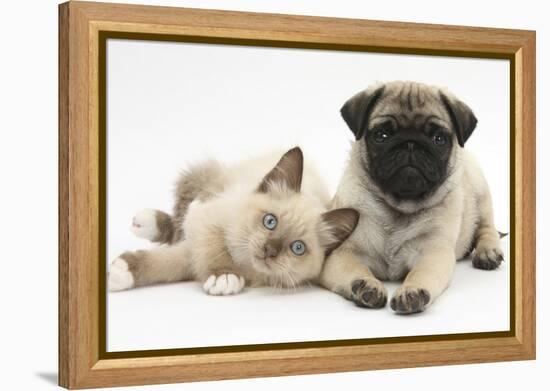 Fawn Pug Puppy, 8 Weeks, and Birman-Cross Kitten-Mark Taylor-Framed Premier Image Canvas