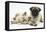 Fawn Pug Puppy, 8 Weeks, and Birman-Cross Kitten-Mark Taylor-Framed Premier Image Canvas