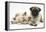 Fawn Pug Puppy, 8 Weeks, and Birman-Cross Kitten-Mark Taylor-Framed Premier Image Canvas