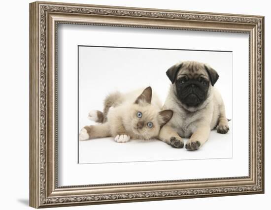 Fawn Pug Puppy, 8 Weeks, and Birman-Cross Kitten-Mark Taylor-Framed Photographic Print