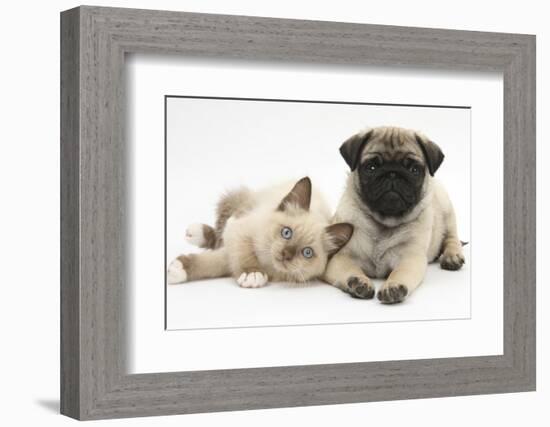 Fawn Pug Puppy, 8 Weeks, and Birman-Cross Kitten-Mark Taylor-Framed Photographic Print