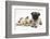 Fawn Pug Puppy, 8 Weeks, and Birman-Cross Kitten-Mark Taylor-Framed Photographic Print