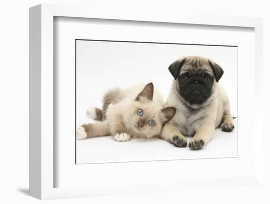 Fawn Pug Puppy, 8 Weeks, and Birman-Cross Kitten-Mark Taylor-Framed Photographic Print