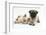 Fawn Pug Puppy, 8 Weeks, and Birman-Cross Kitten-Mark Taylor-Framed Photographic Print