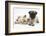 Fawn Pug Puppy, 8 Weeks, and Birman-Cross Kitten-Mark Taylor-Framed Photographic Print