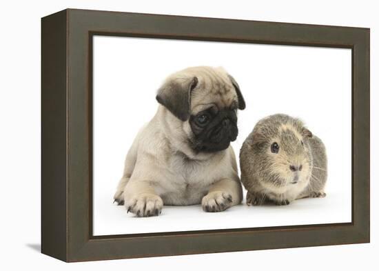 Fawn Pug Puppy, 8 Weeks, and Guinea Pig-Mark Taylor-Framed Premier Image Canvas