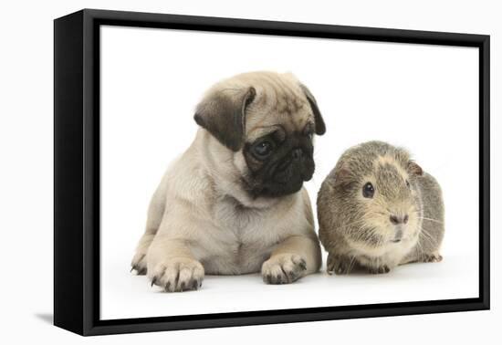 Fawn Pug Puppy, 8 Weeks, and Guinea Pig-Mark Taylor-Framed Premier Image Canvas