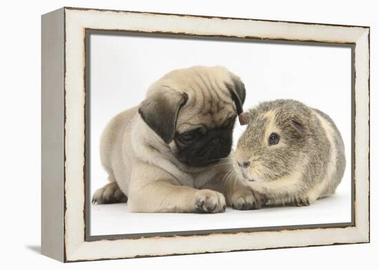 Fawn Pug Puppy, 8 Weeks, and Guinea Pig-Mark Taylor-Framed Premier Image Canvas