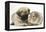 Fawn Pug Puppy, 8 Weeks, and Guinea Pig-Mark Taylor-Framed Premier Image Canvas