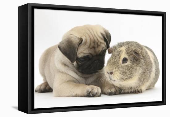 Fawn Pug Puppy, 8 Weeks, and Guinea Pig-Mark Taylor-Framed Premier Image Canvas