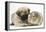 Fawn Pug Puppy, 8 Weeks, and Guinea Pig-Mark Taylor-Framed Premier Image Canvas