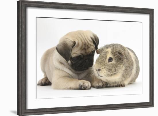 Fawn Pug Puppy, 8 Weeks, and Guinea Pig-Mark Taylor-Framed Photographic Print