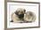 Fawn Pug Puppy, 8 Weeks, and Guinea Pig-Mark Taylor-Framed Photographic Print