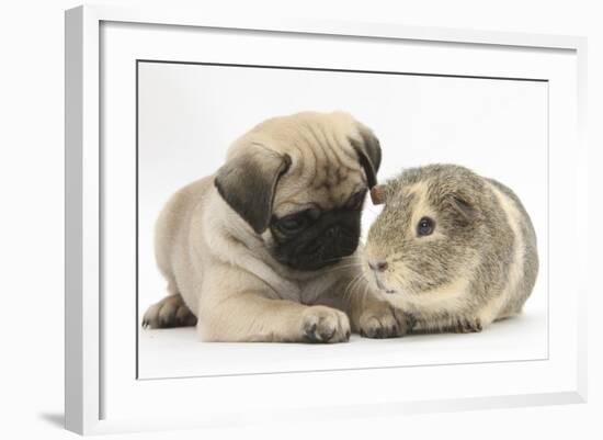 Fawn Pug Puppy, 8 Weeks, and Guinea Pig-Mark Taylor-Framed Photographic Print