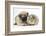 Fawn Pug Puppy, 8 Weeks, and Guinea Pig-Mark Taylor-Framed Photographic Print